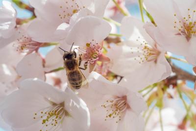 Bees happily eat nectar from beautiful flowers in the national park. (Unsplash)