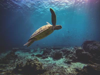 The newly formed Pavian Wildlife Foundation believes local turtles are endangered. (Unsplash)