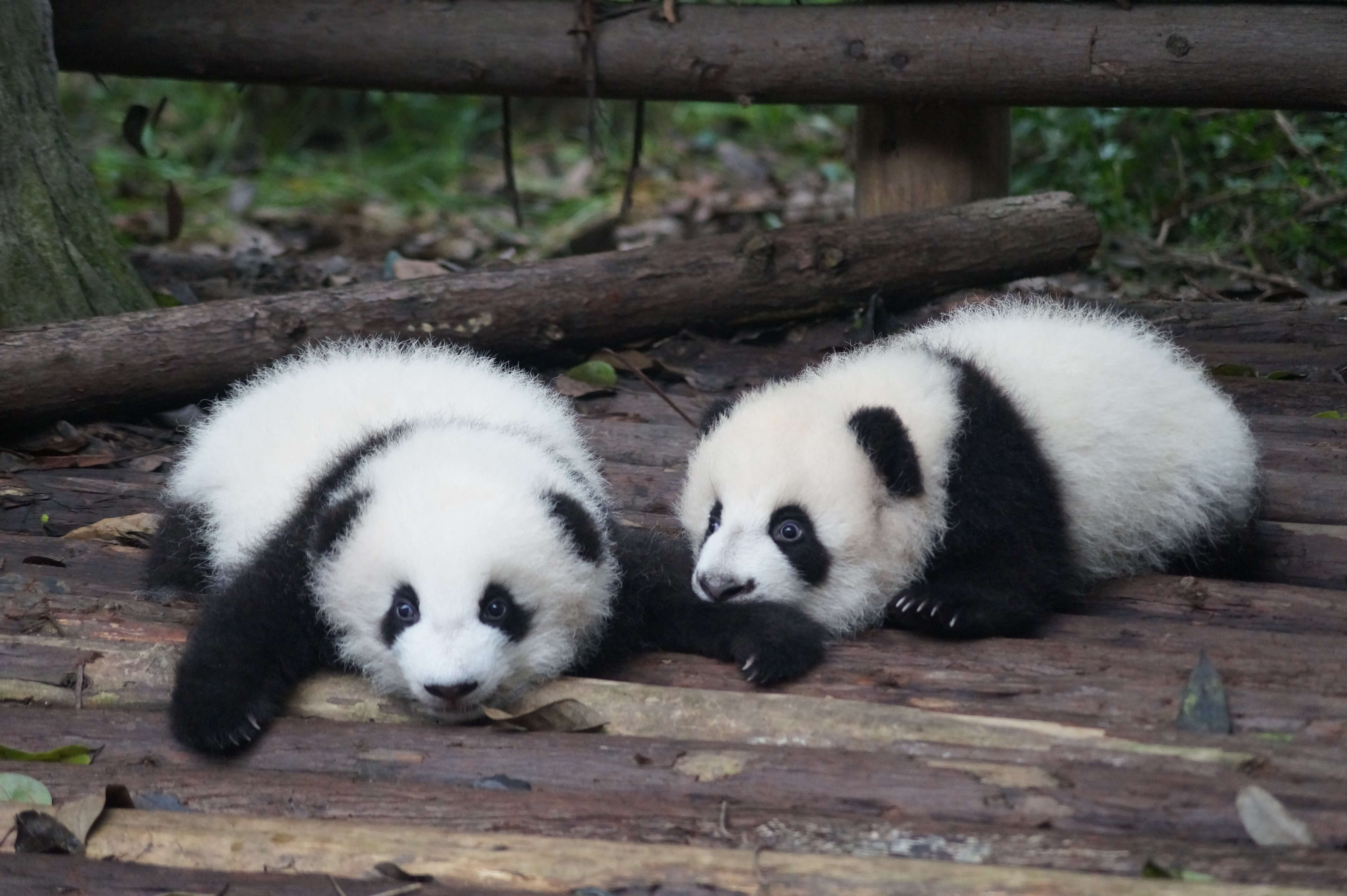 Prominent Pavians pain pandas producing profits, it has been revealed. (Unsplash)