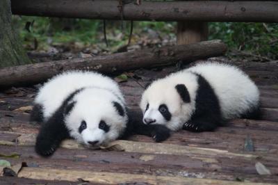 Prominent Pavians pain pandas producing profits, it has been revealed. (Unsplash)